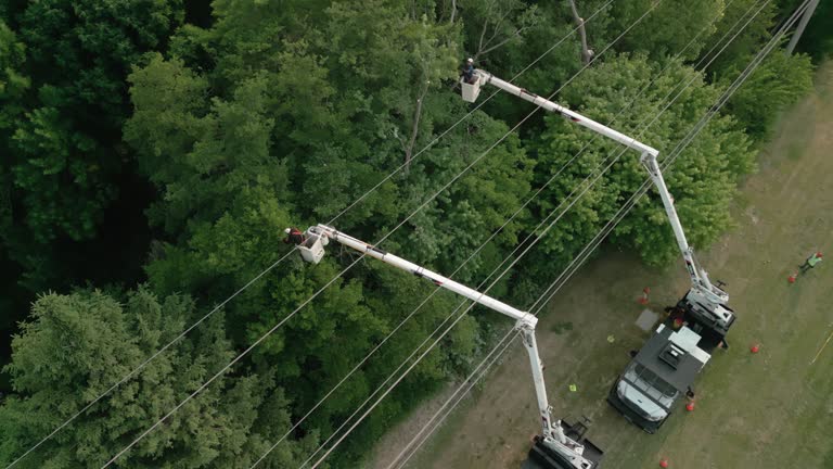 How Our Tree Care Process Works  in Stratford, CA